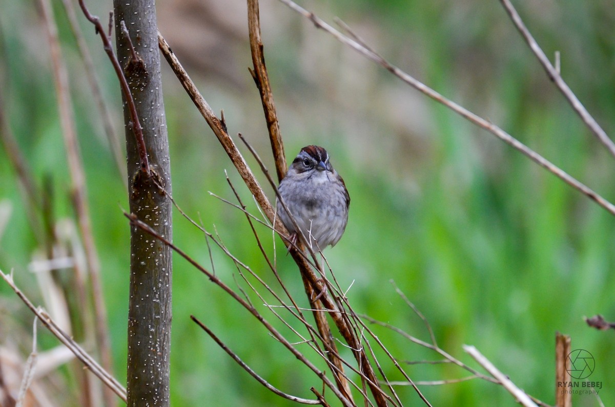 Swamp Sparrow - Ryan Bebej