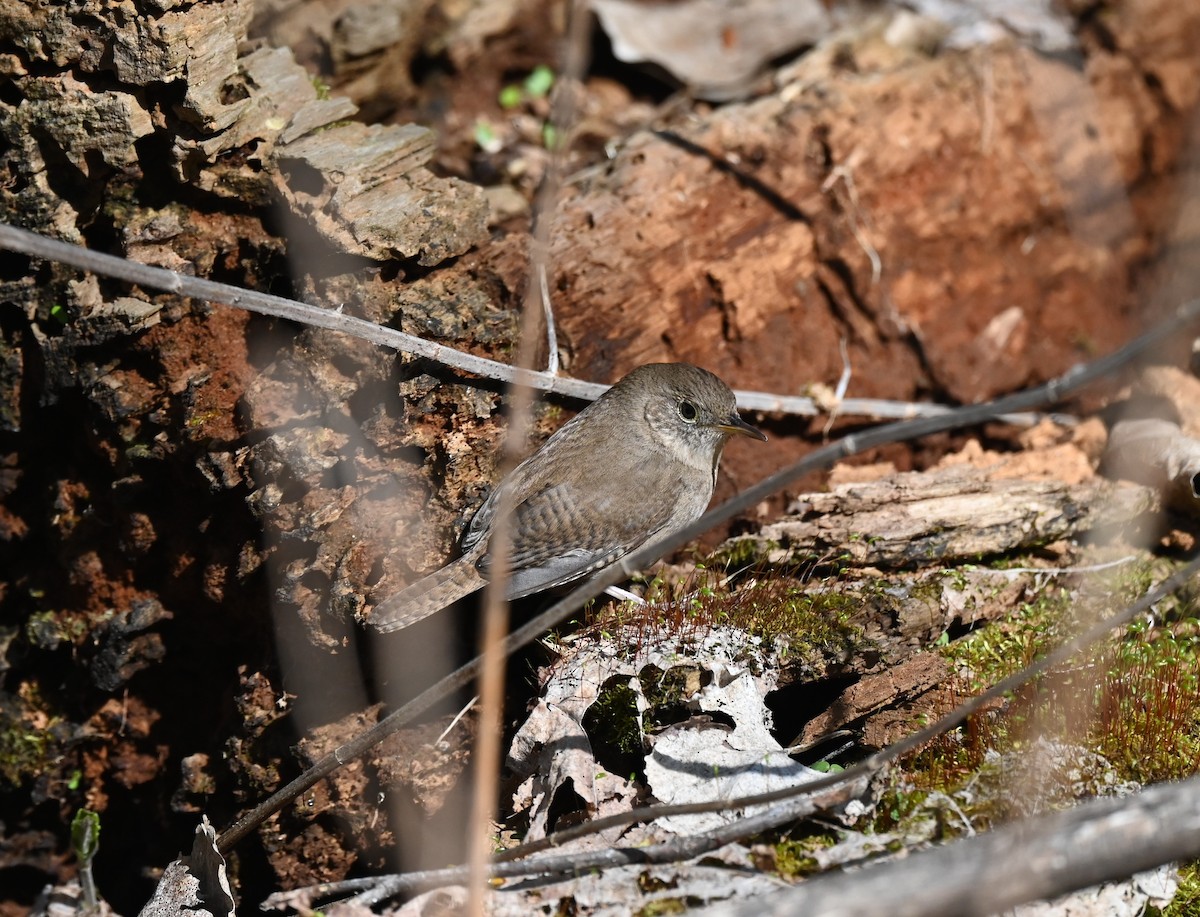 House Wren - ML618861565