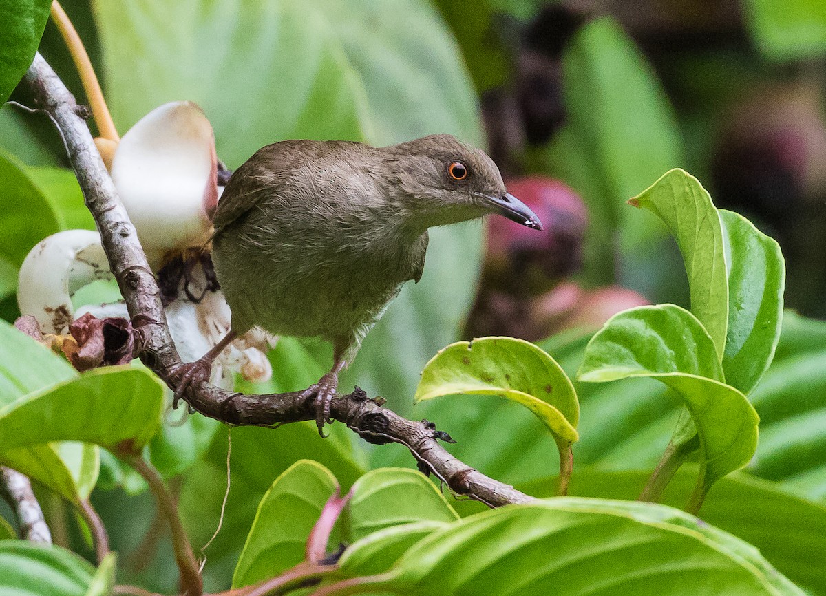 Cream-vented Bulbul - John le Rond