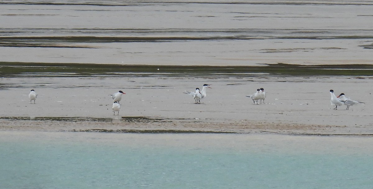 Caspian Tern - Janet Sippel