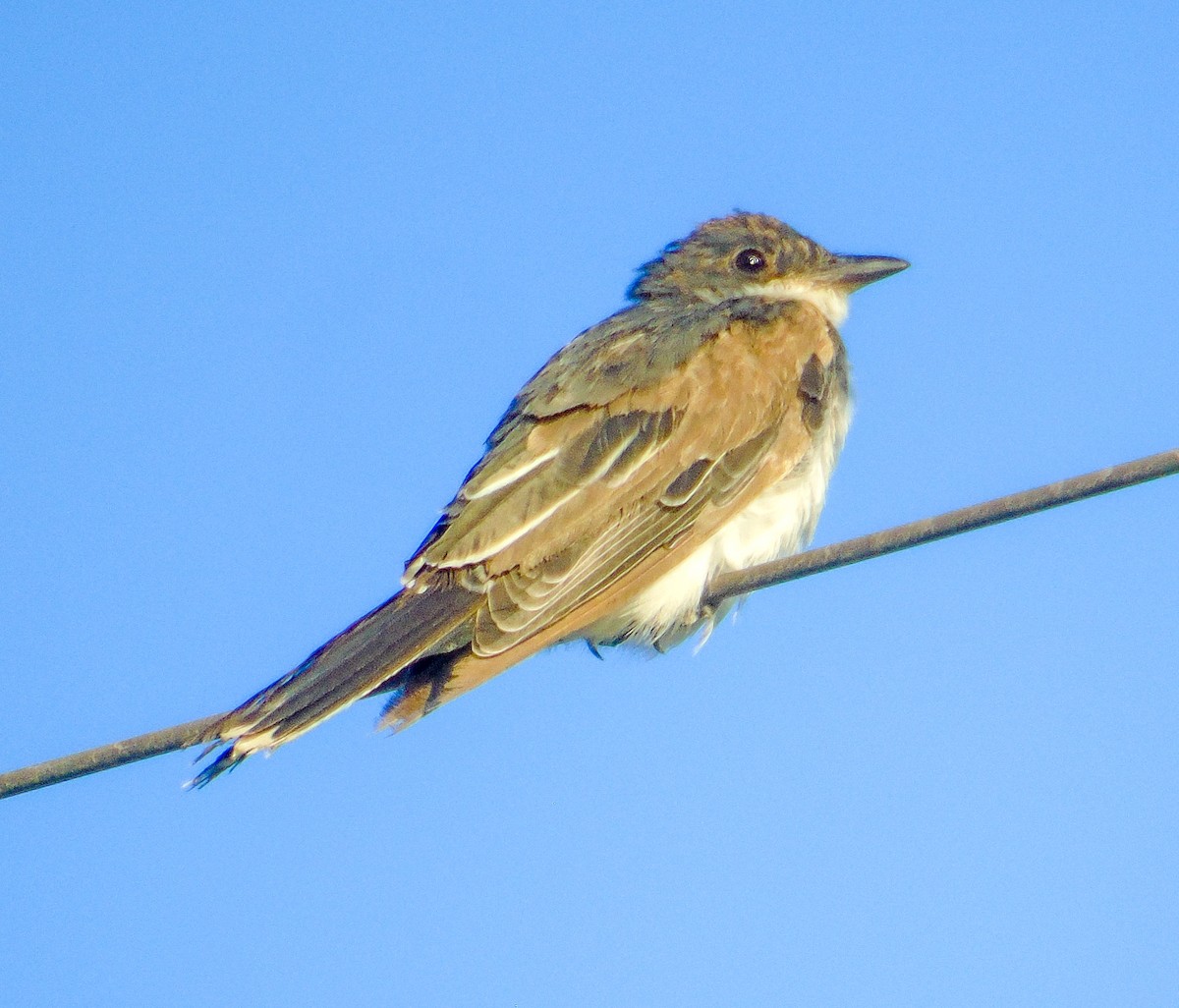 Eastern Kingbird - ML618861584