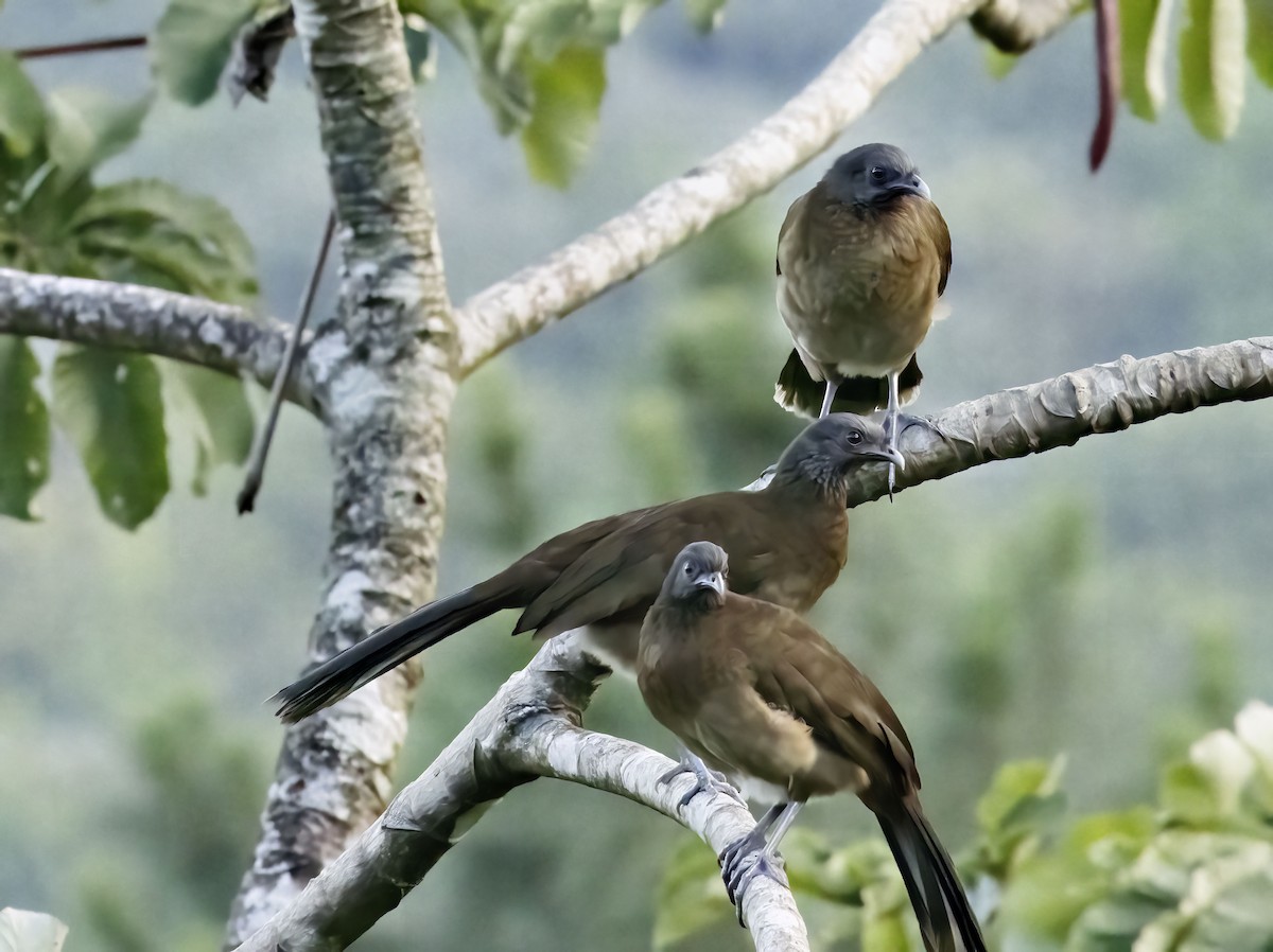 Gray-headed Chachalaca - Bonnie Graham