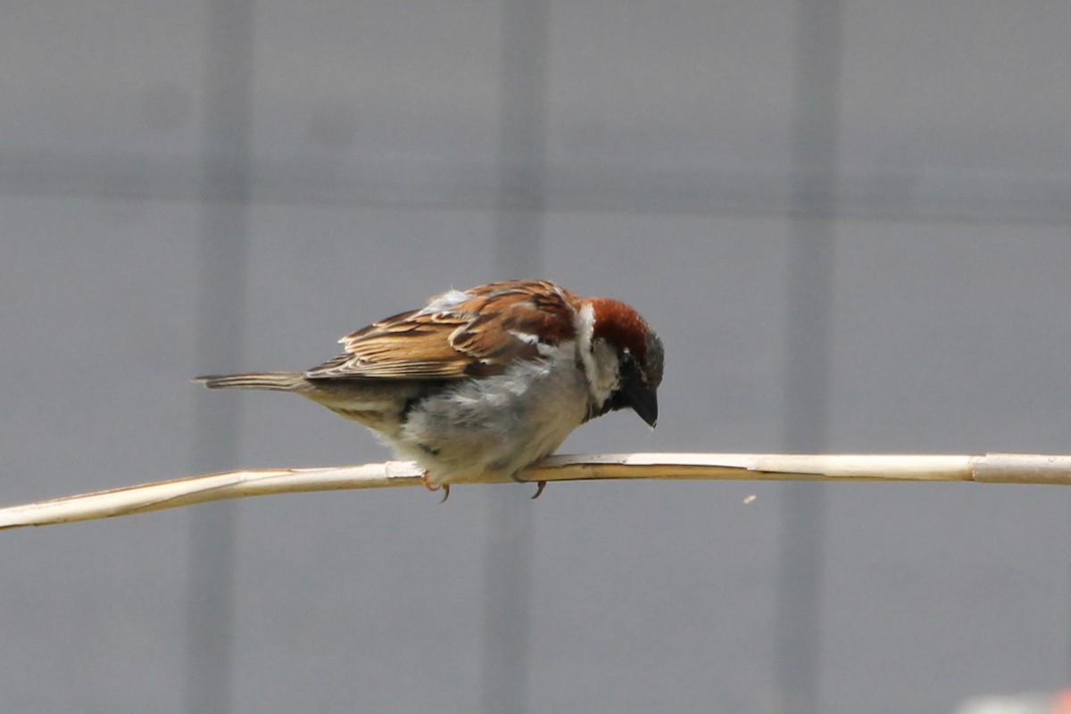 House Sparrow - Martha Huestis