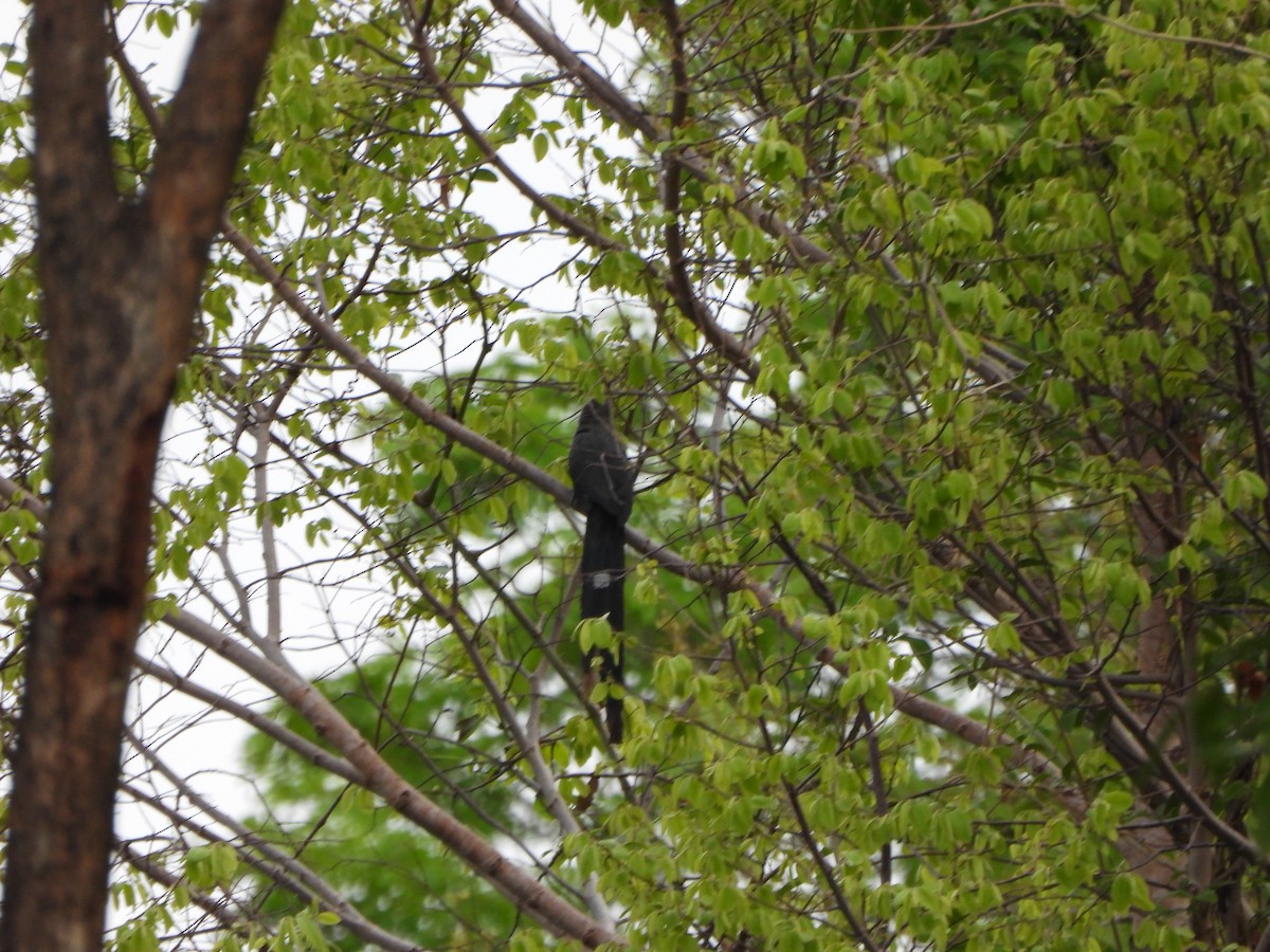 Green-billed Malkoha - phitchayapha sinthipho