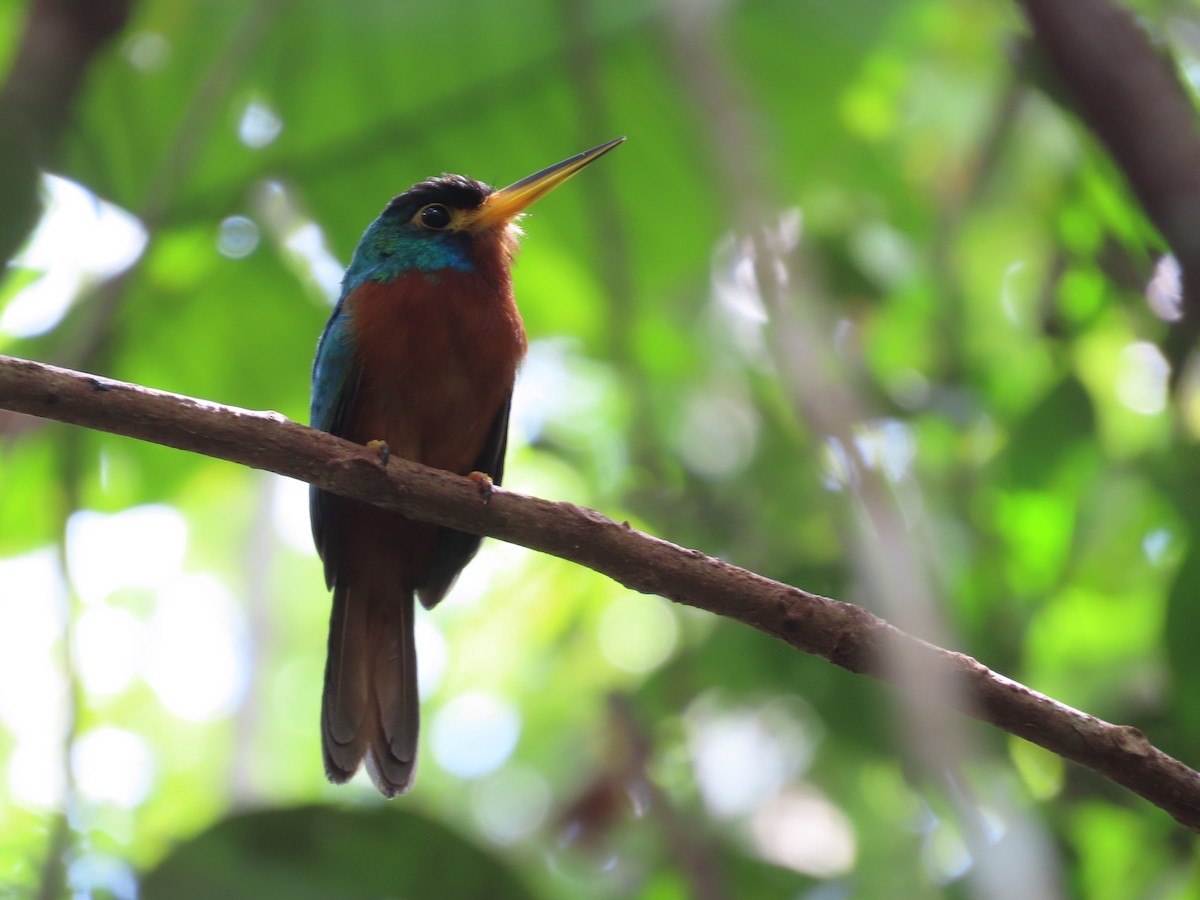 Blue-cheeked Jacamar - Juan walter Lomas pacaya