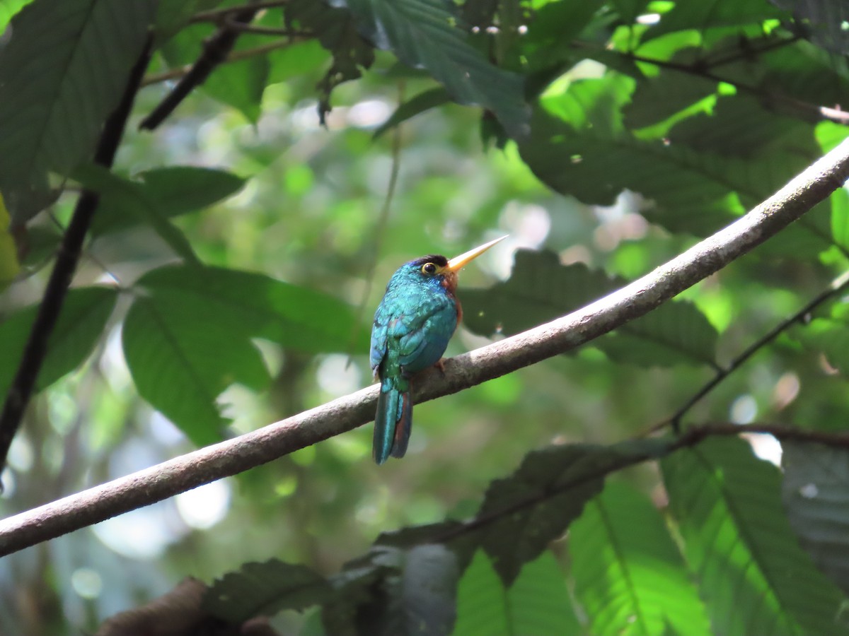 Blue-cheeked Jacamar - Juan walter Lomas pacaya