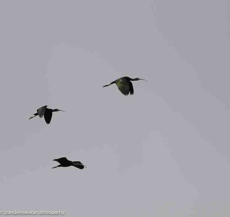 White-faced Ibis - Pandeeswaran  Bhoopathy