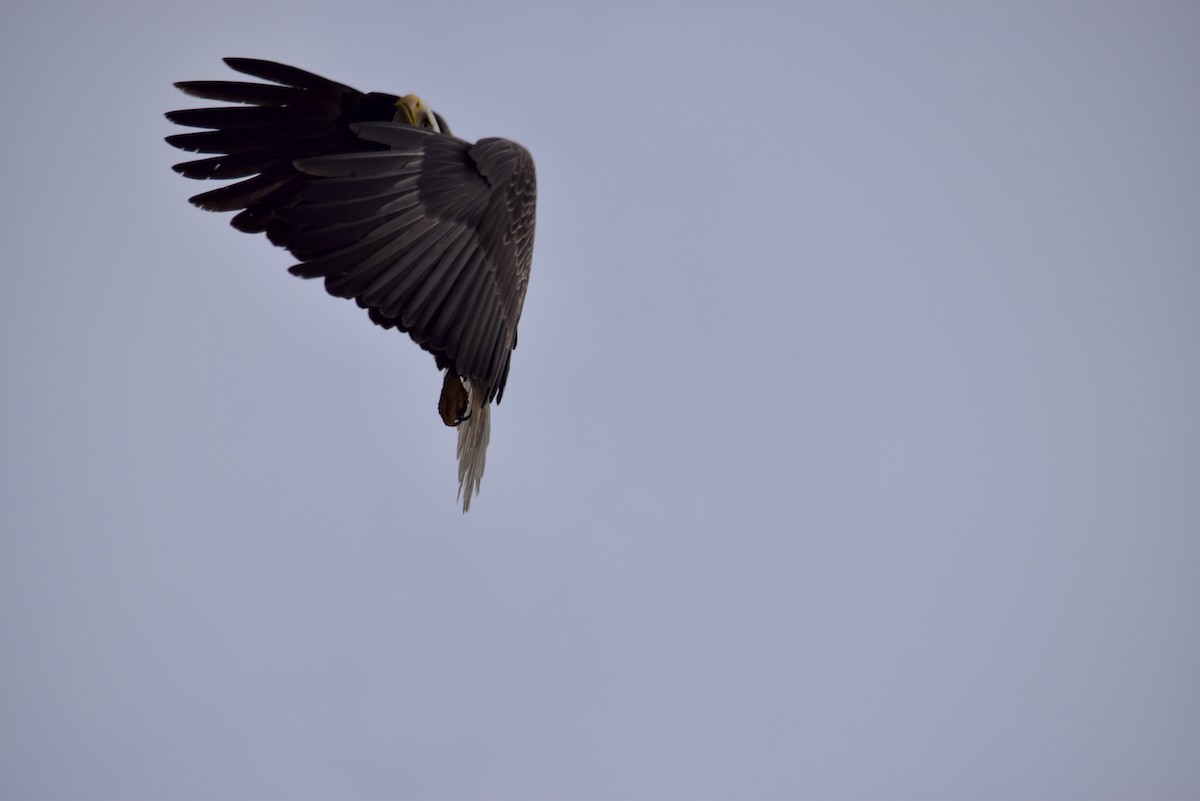 Bald Eagle - Richard Thorley