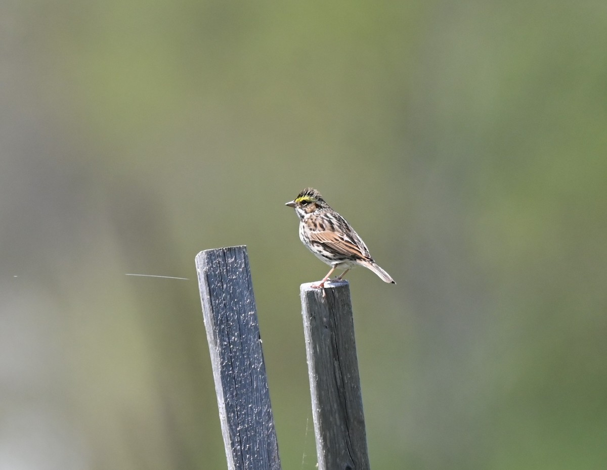 Savannah Sparrow - Julie Mergl