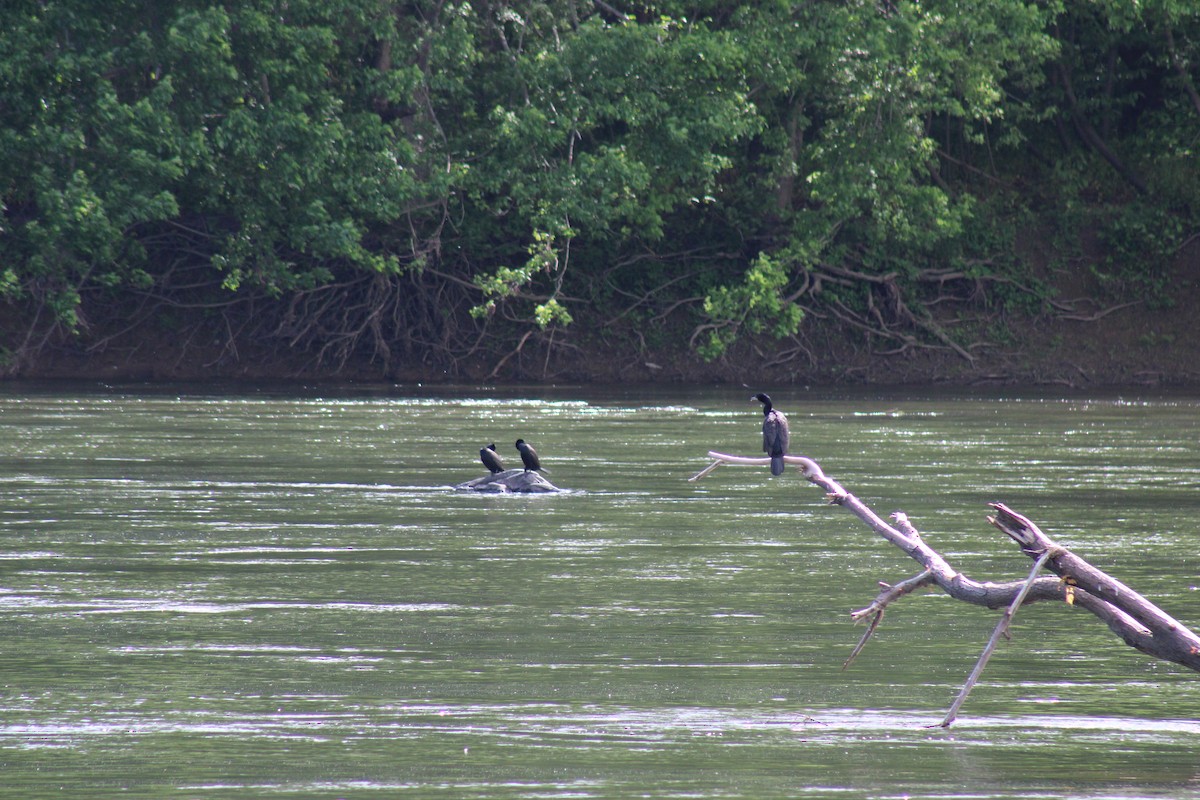 Double-crested Cormorant - Lois Forster