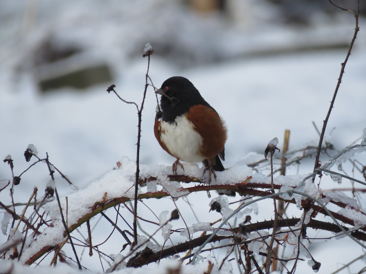 Spotted Towhee - Sheila Hale