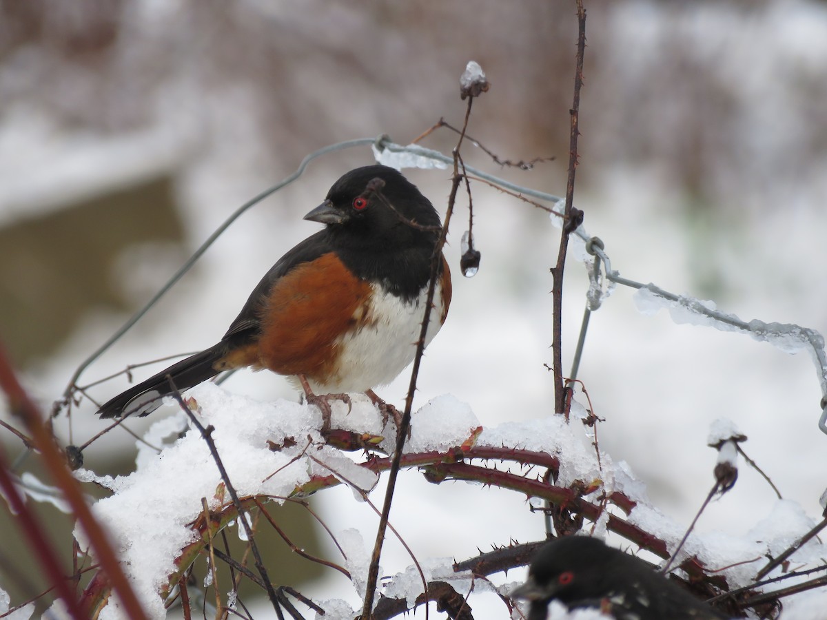 Spotted Towhee - Sheila Hale