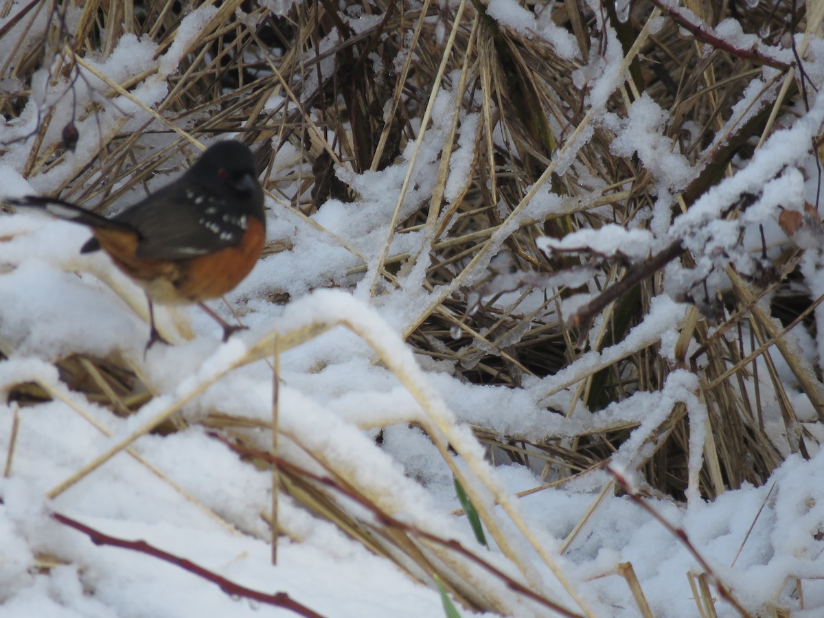 Spotted Towhee - Sheila Hale