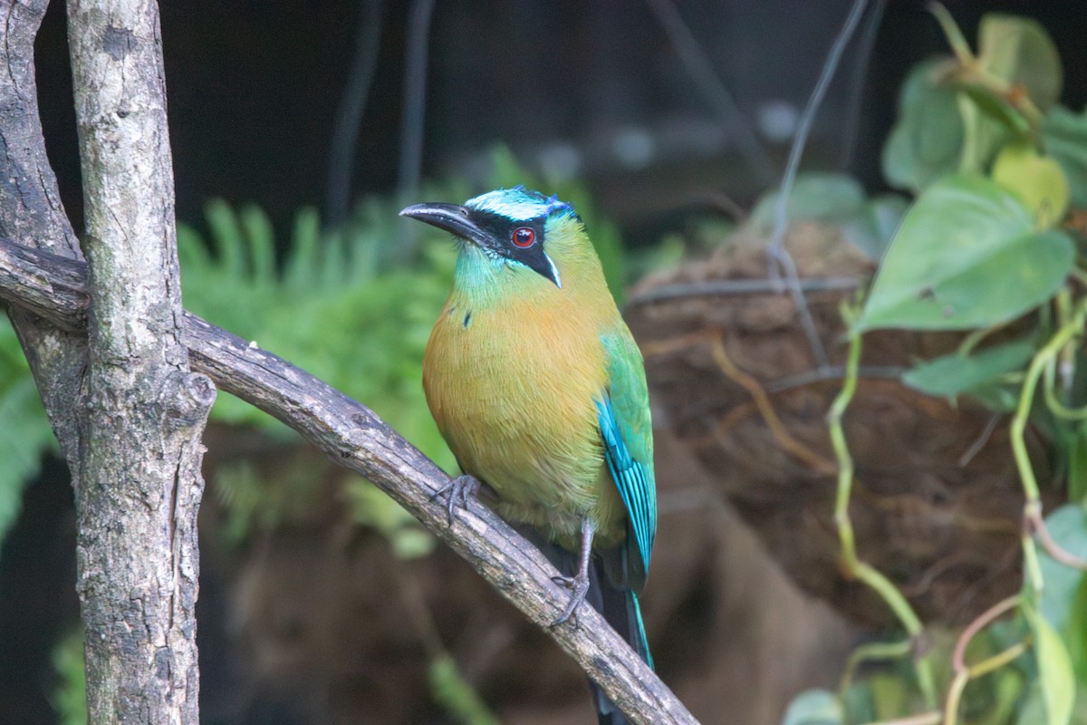 Lesson's Motmot - Matt Fischer