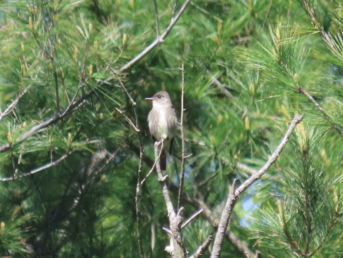 Olive-sided Flycatcher - Kristin Mylecraine