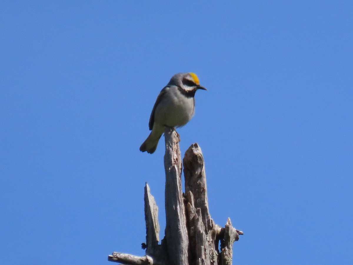 Golden-winged Warbler - Kristin Mylecraine