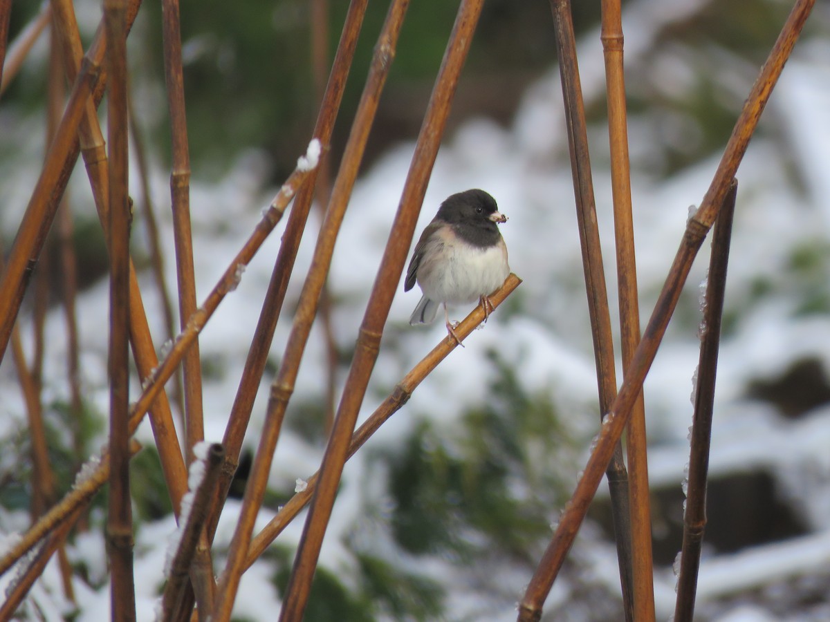 Dark-eyed Junco - Sheila Hale