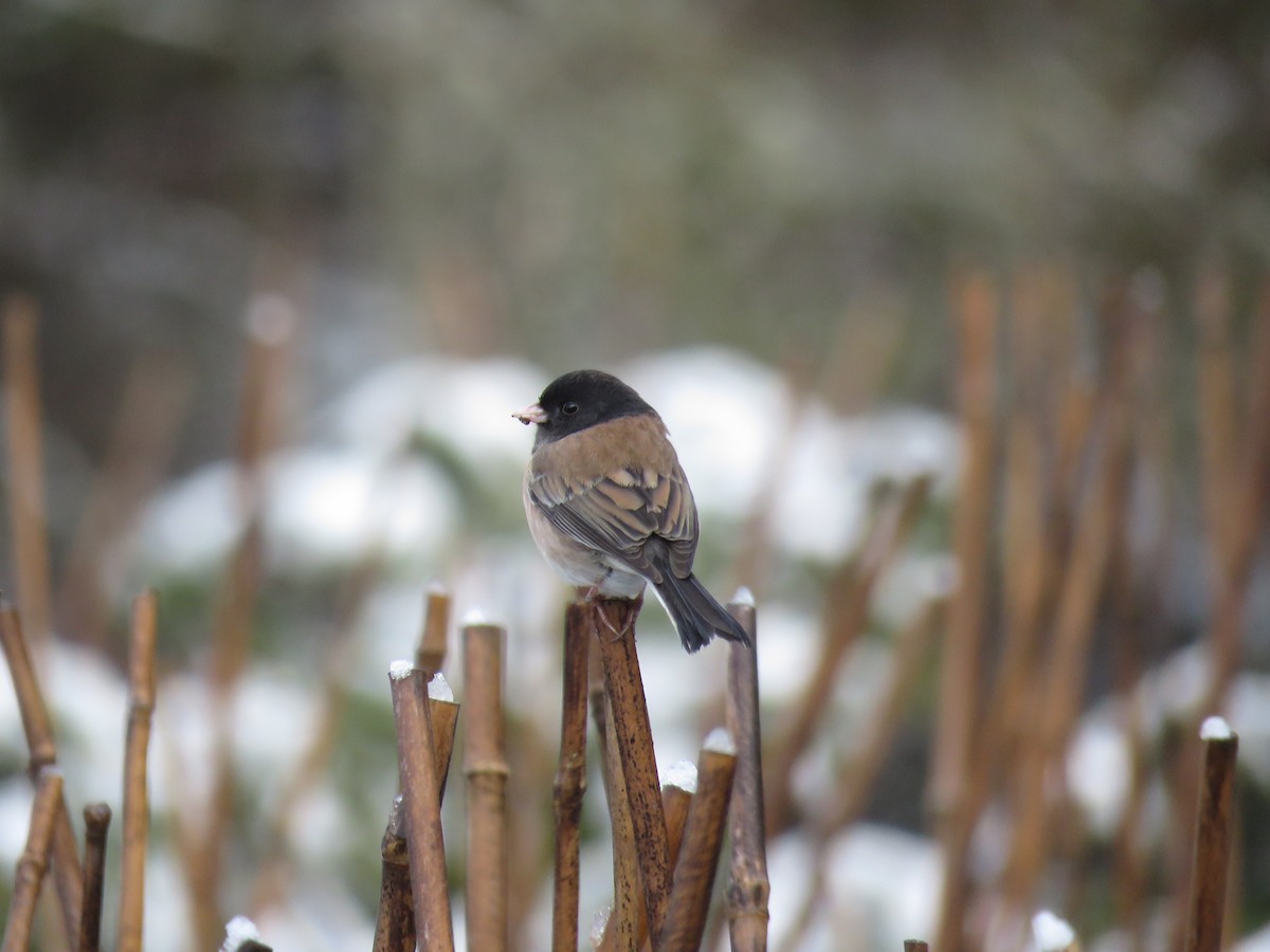 Dark-eyed Junco - Sheila Hale