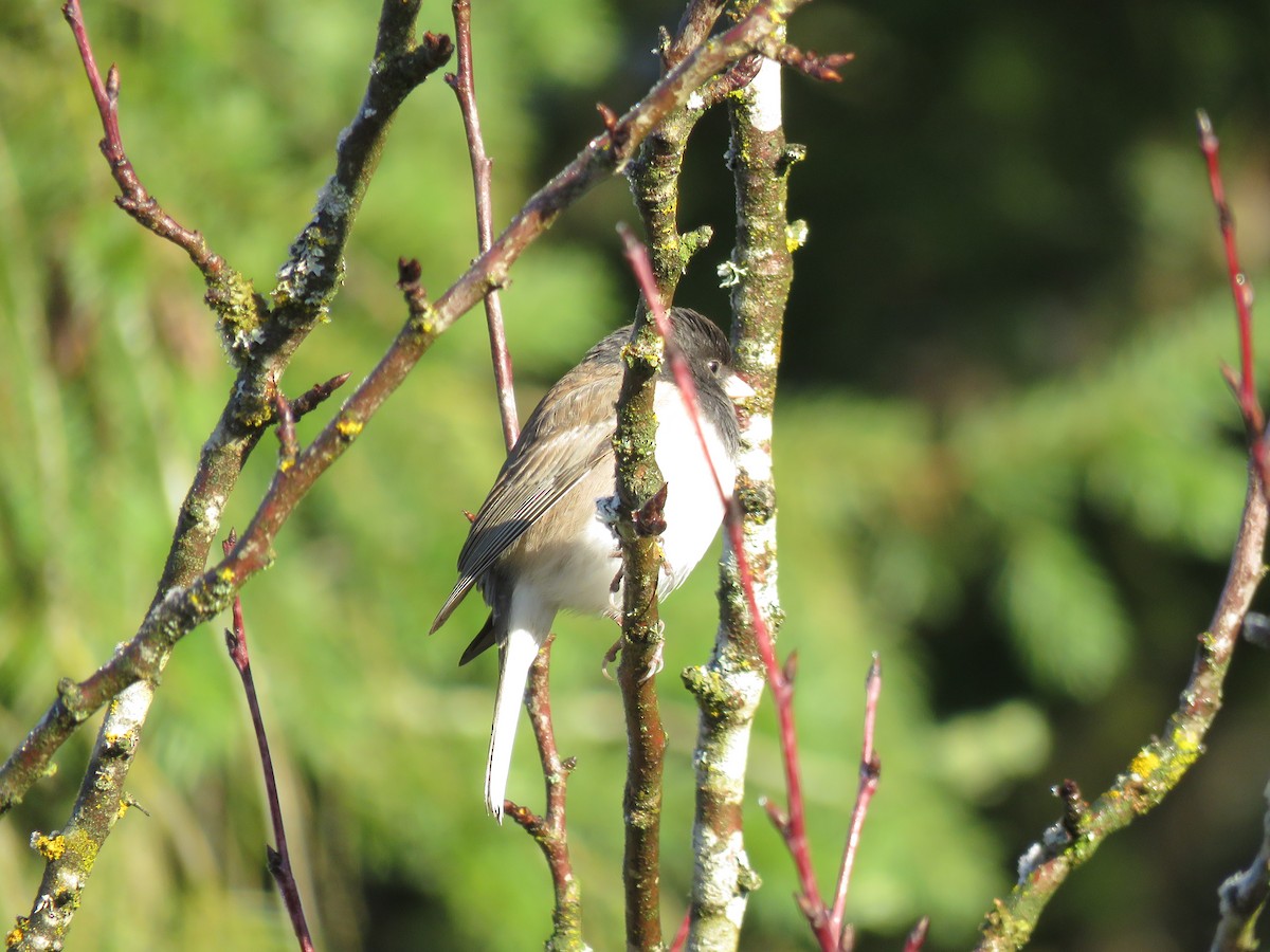 Dark-eyed Junco - Sheila Hale