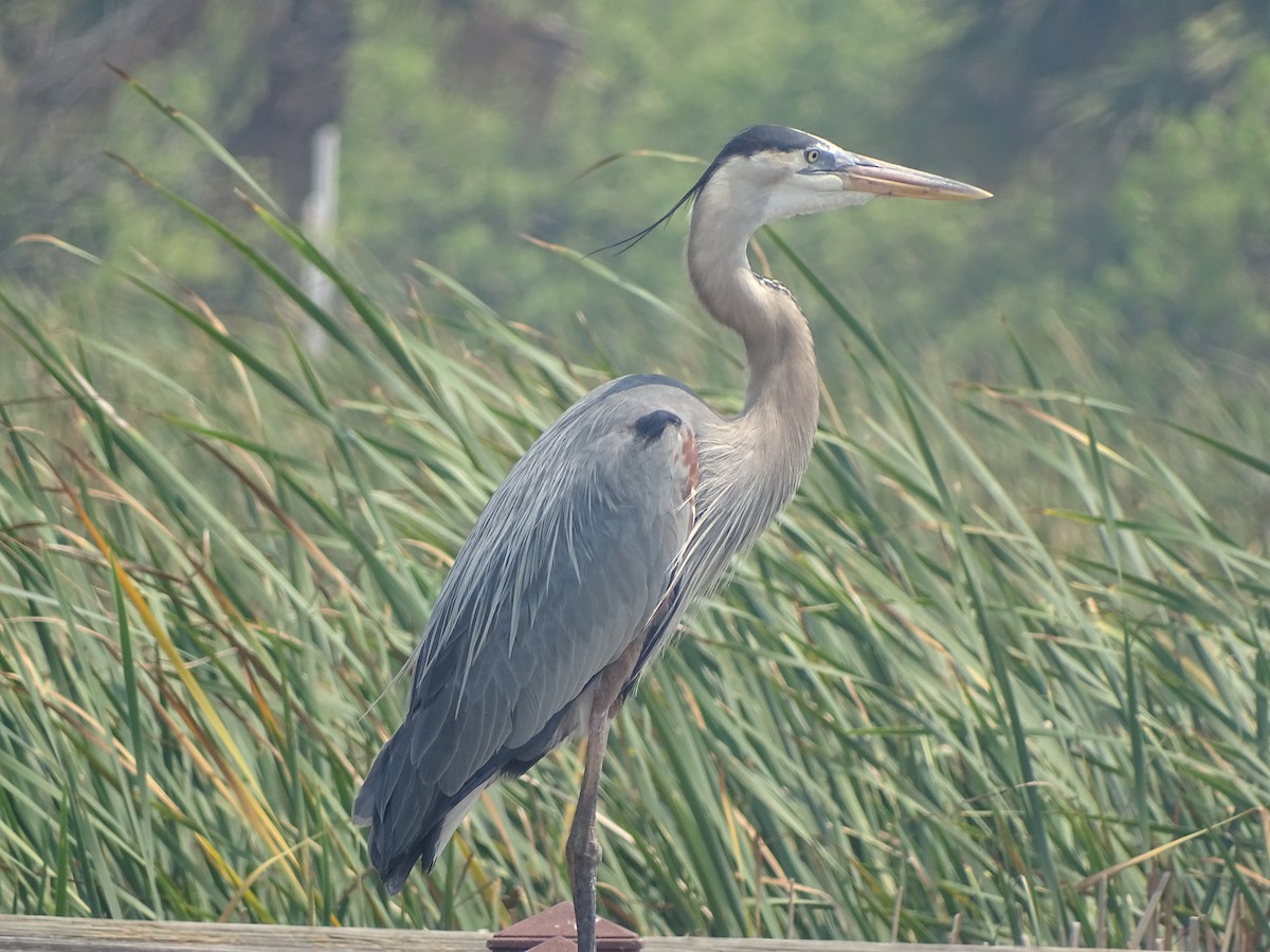 Great Blue Heron - Baylor Cashen