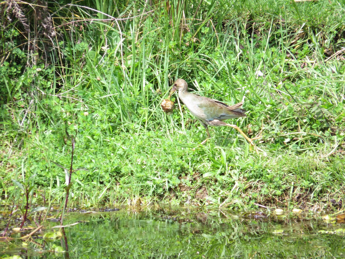 Purple Gallinule - ML618861702