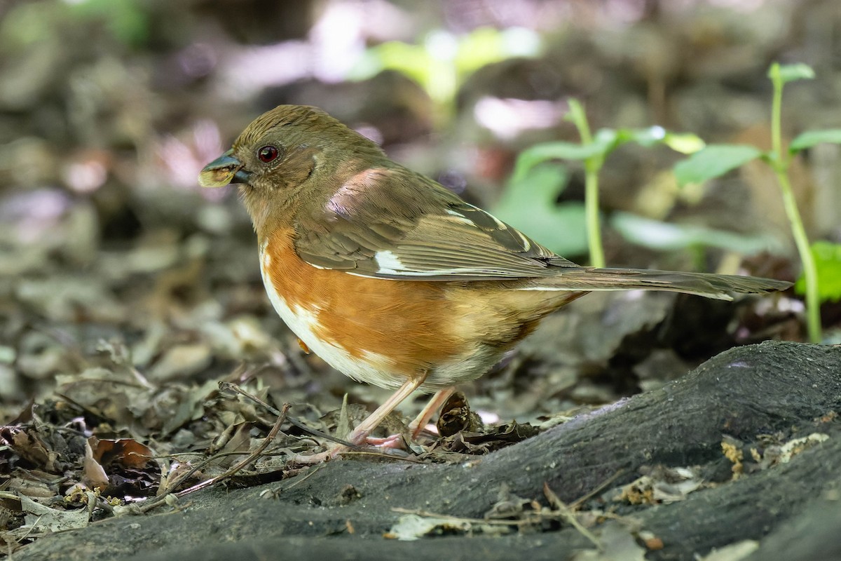 Eastern Towhee - Dominic Ricci