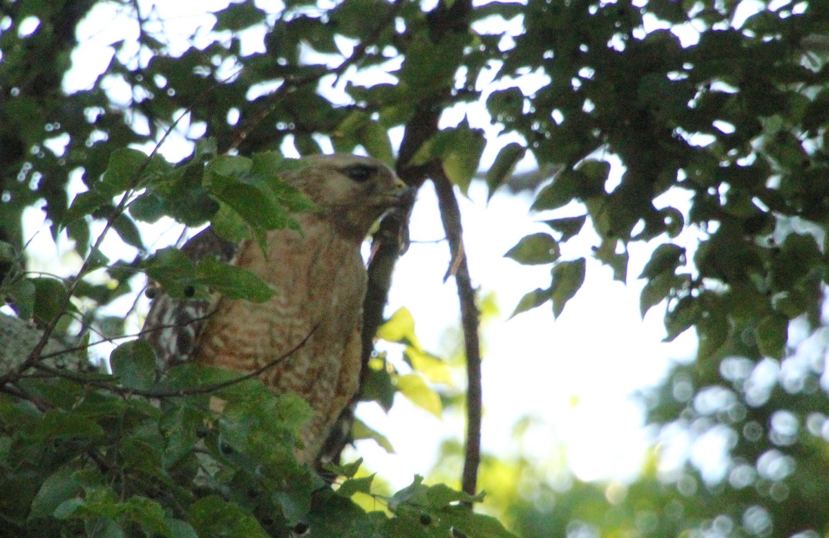 Red-shouldered Hawk - Carole Swann