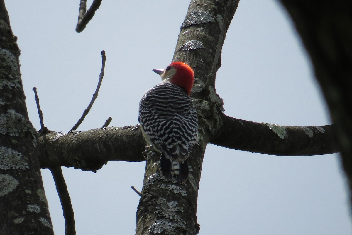 Red-bellied Woodpecker - ML618861723