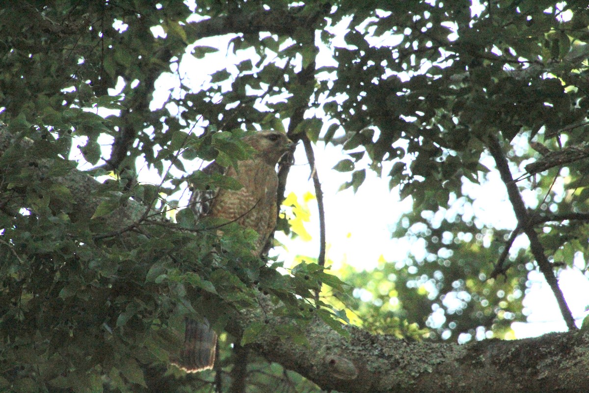 Red-shouldered Hawk - Carole Swann