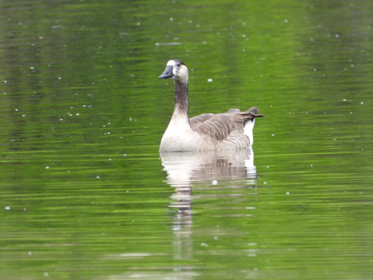 Greater White-fronted x Canada Goose (hybrid) - ML618861729