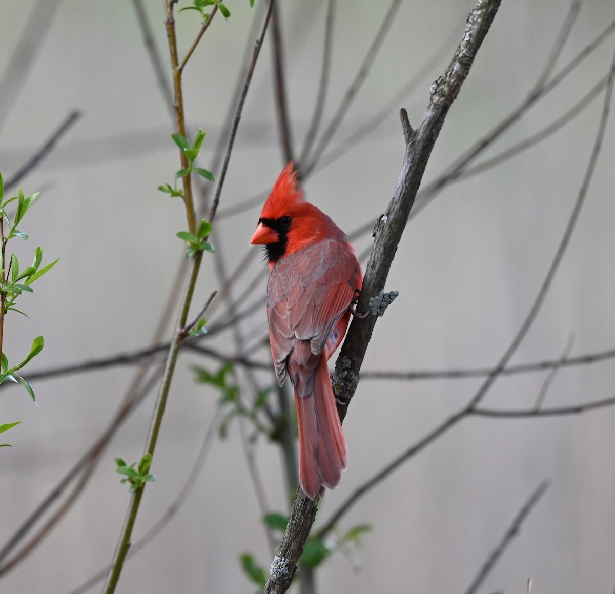 Northern Cardinal - Julie Mergl