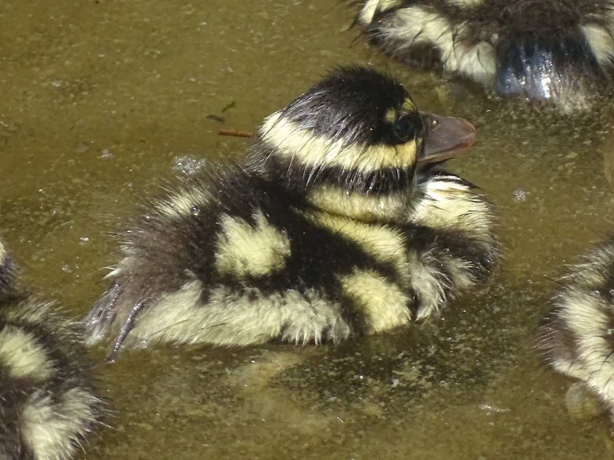 Black-bellied Whistling-Duck - Baylor Cashen