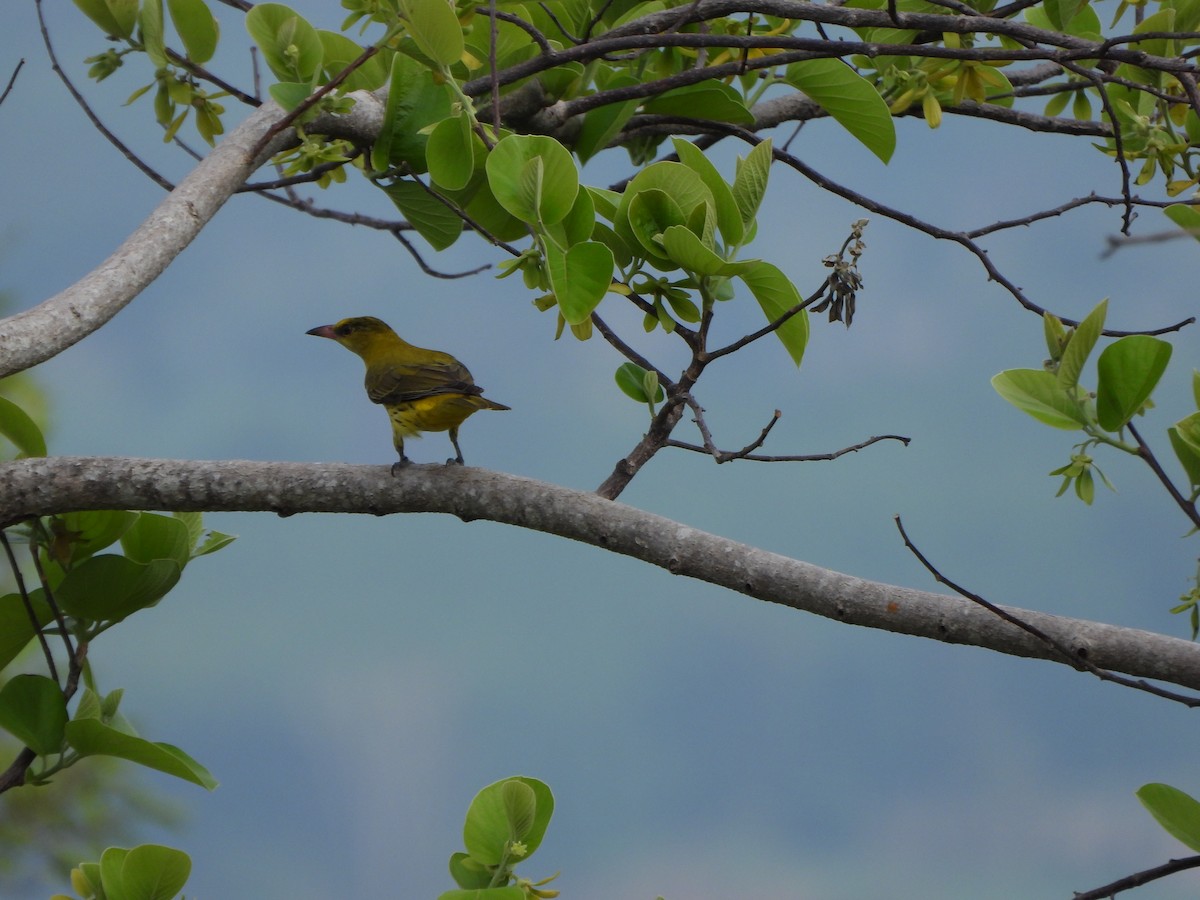 Black-naped Oriole - ML618861752