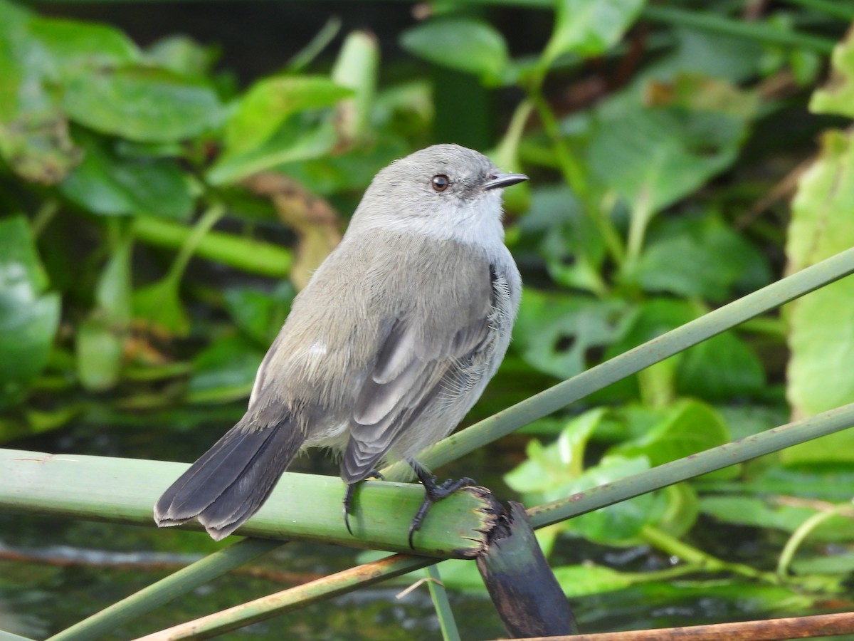 Sooty Tyrannulet - Margarita González