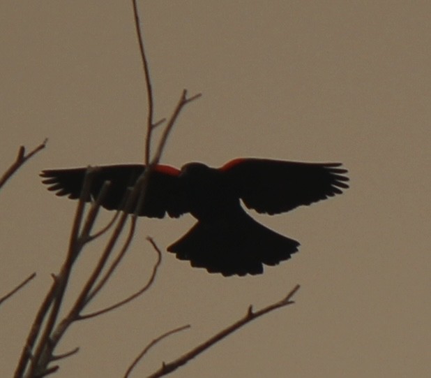 Red-winged Blackbird - Amy Ressler-Williams