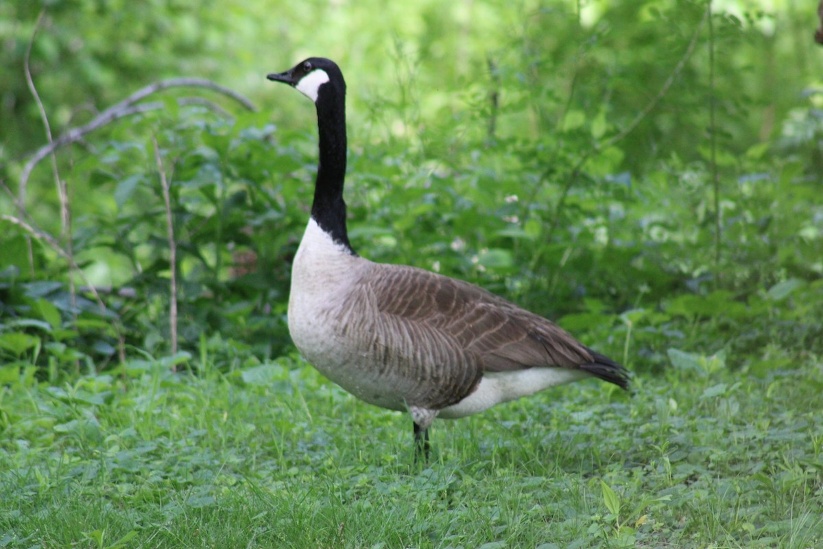 Canada Goose - Lois Forster