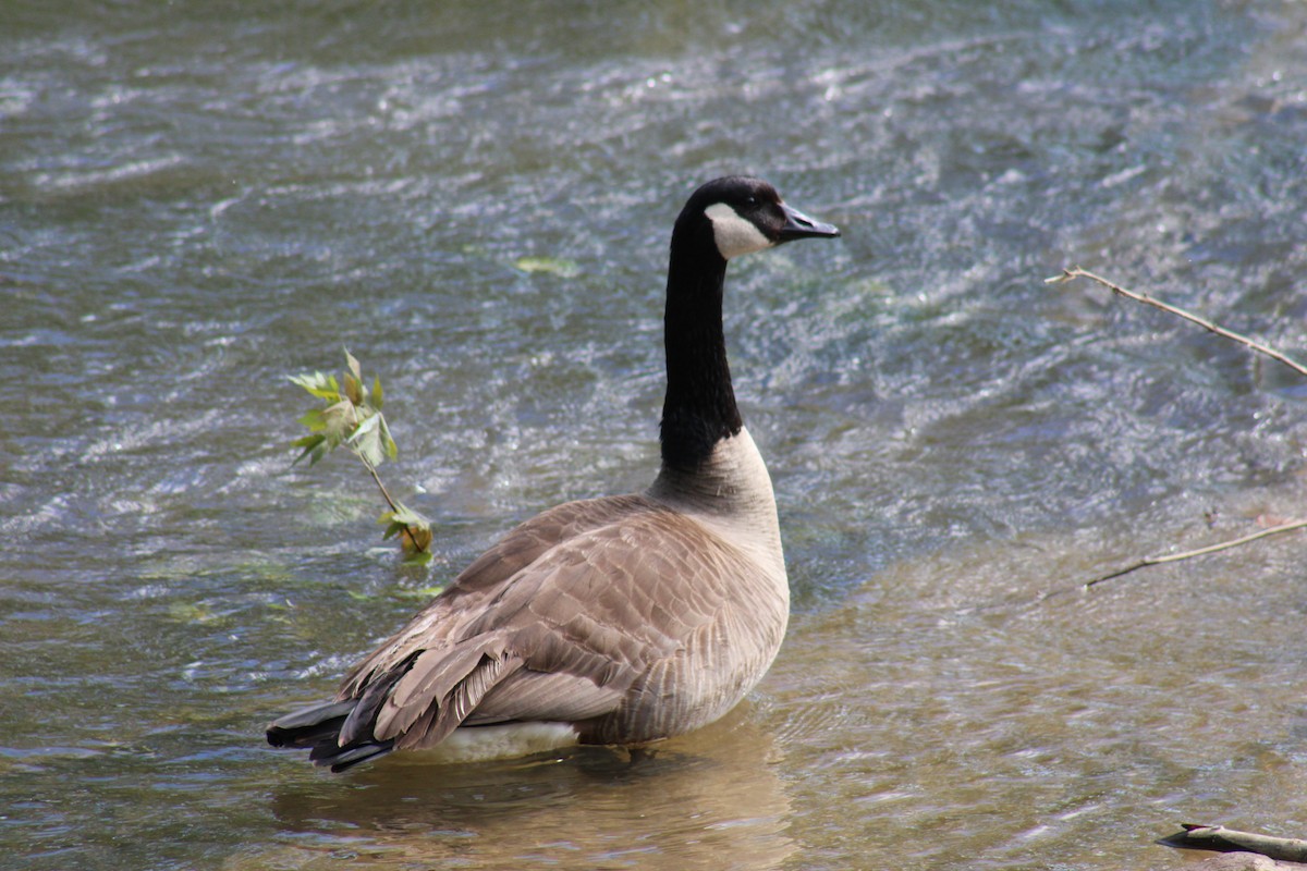 Canada Goose - Lois Forster