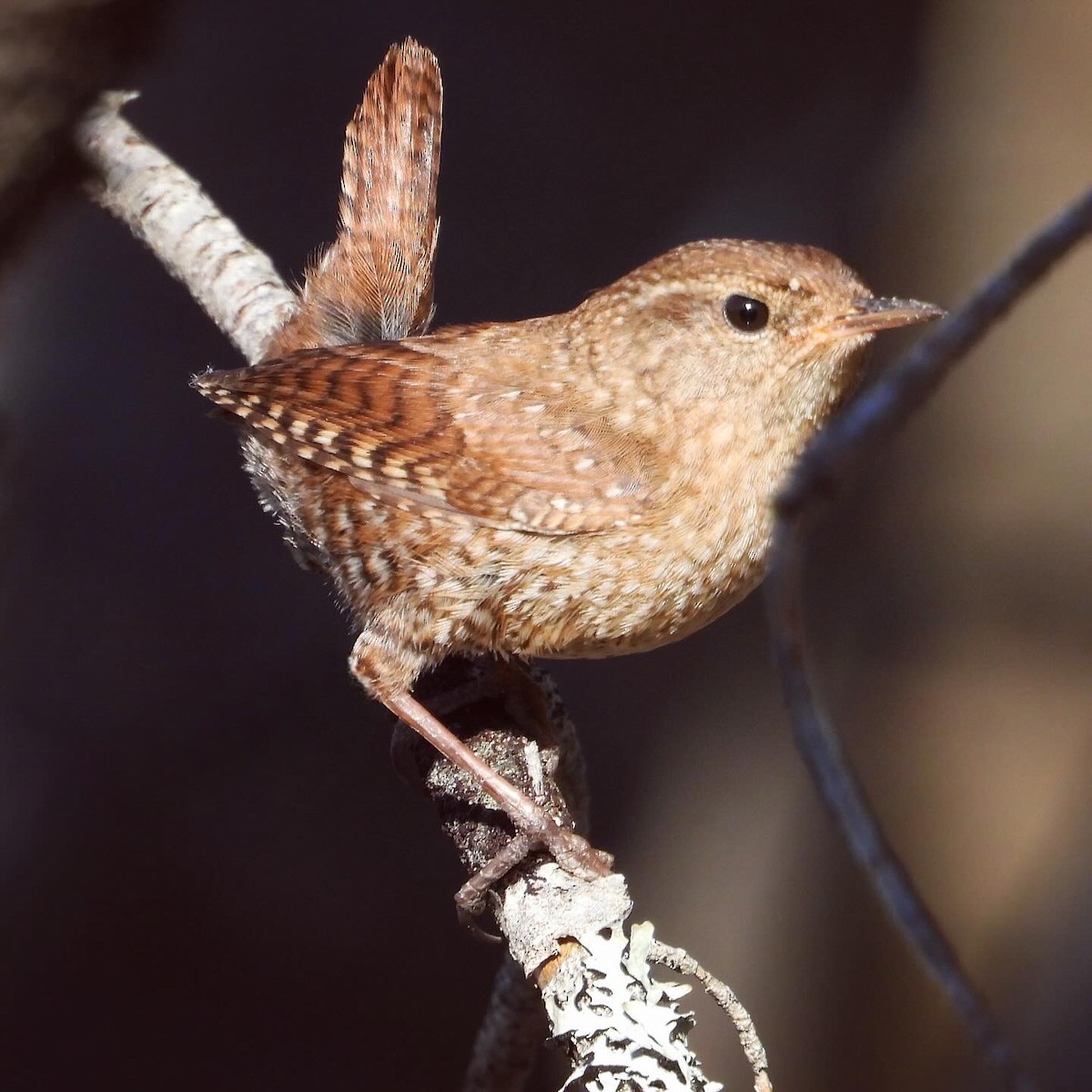 Winter Wren - Sophie Bourdages