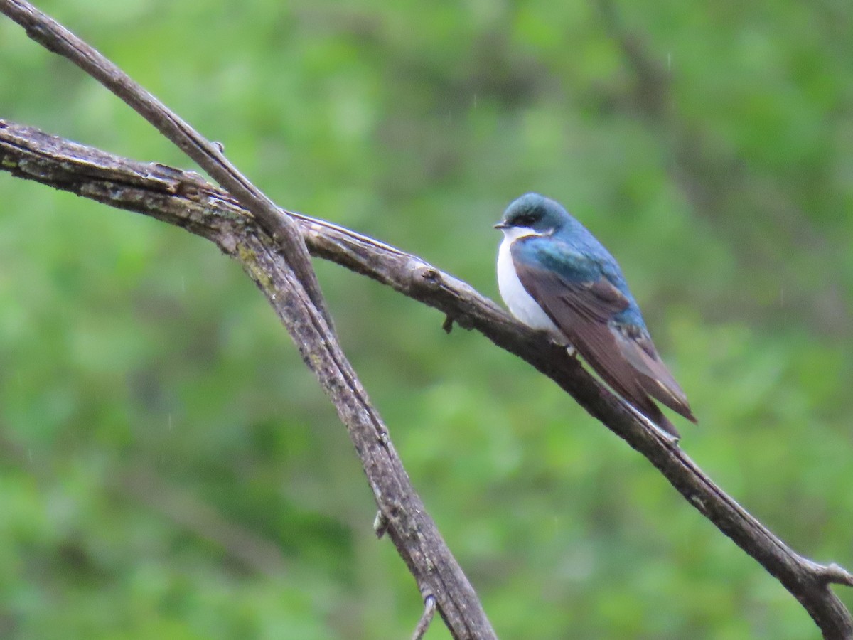 Tree Swallow - Samuel Heilman