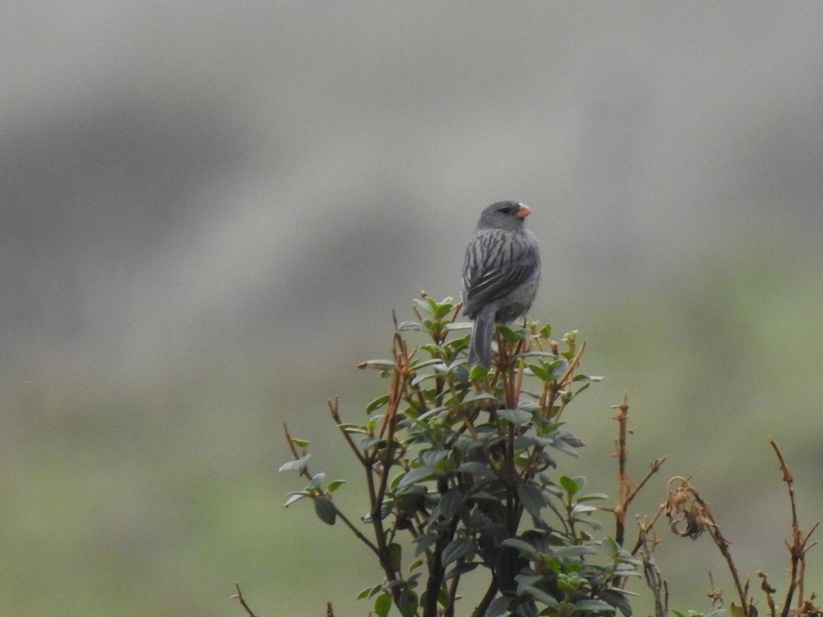 Plain-colored Seedeater - Cristhian Gaitán