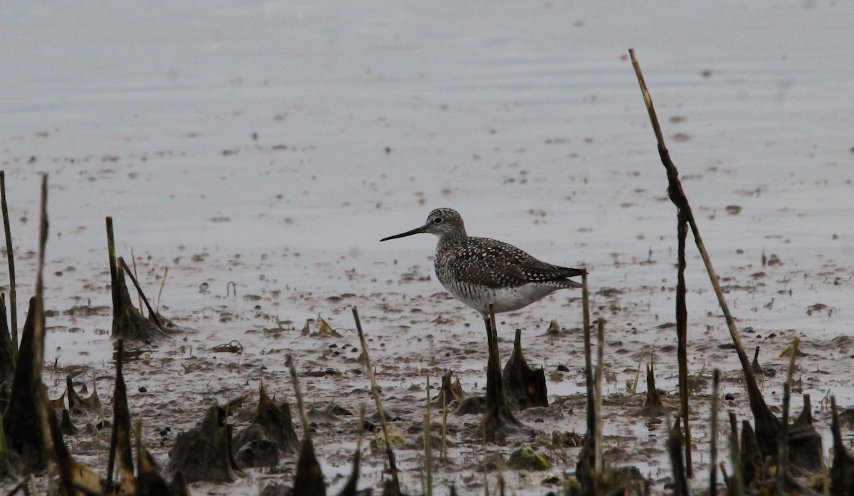 Greater Yellowlegs - ML618861798