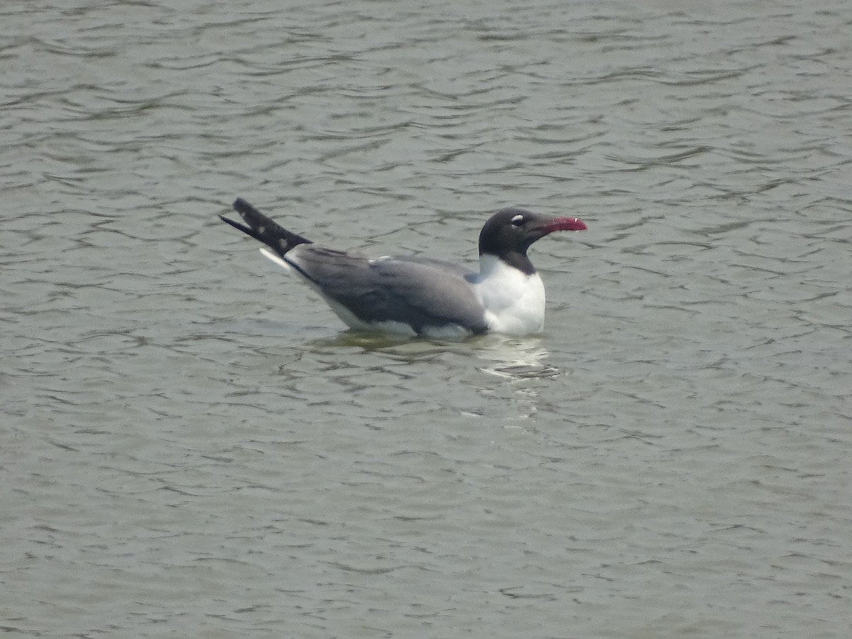 Laughing Gull - ML618861804