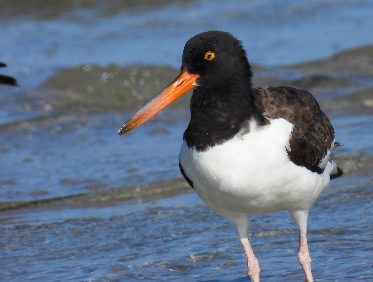 American Oystercatcher - Michael W. Sack