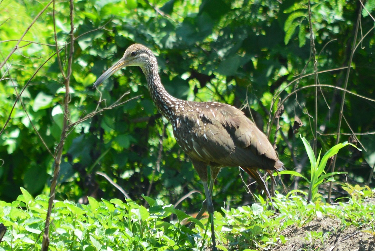 Limpkin - ML618861843