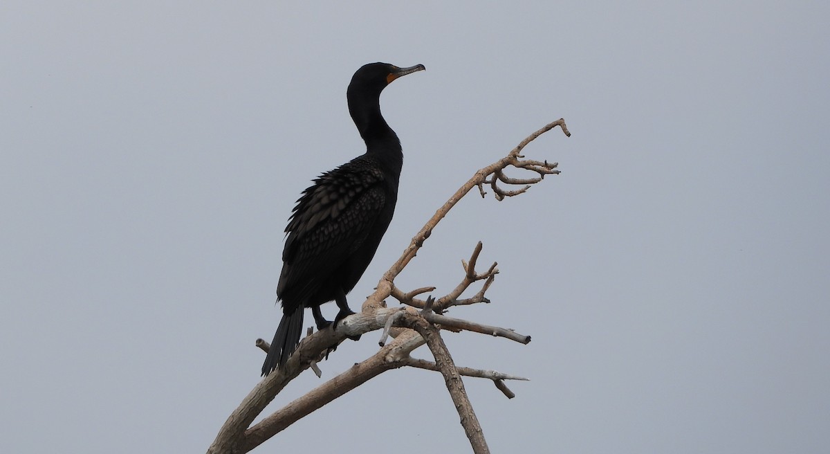 Double-crested Cormorant - Henrika McCoy