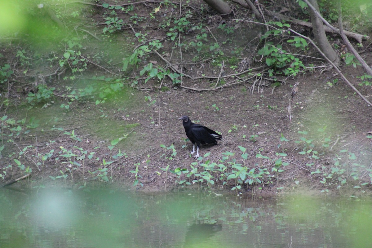 Black Vulture - ML618861859