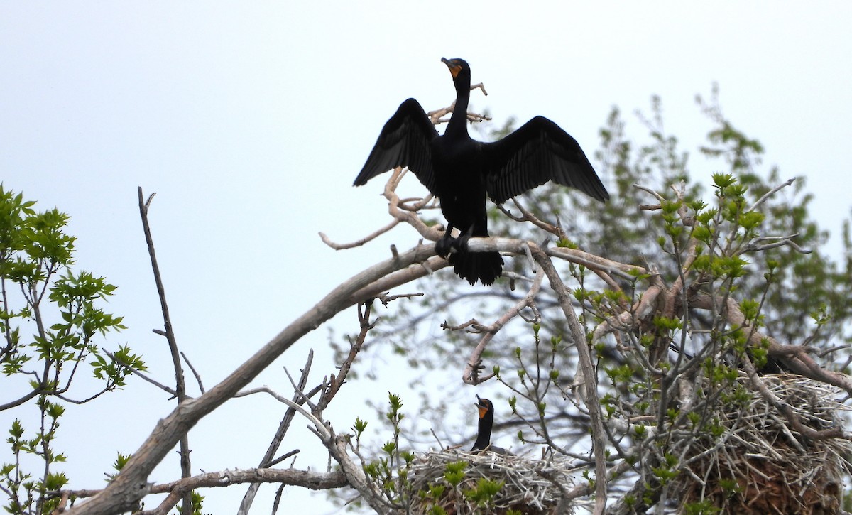 Double-crested Cormorant - Henrika McCoy