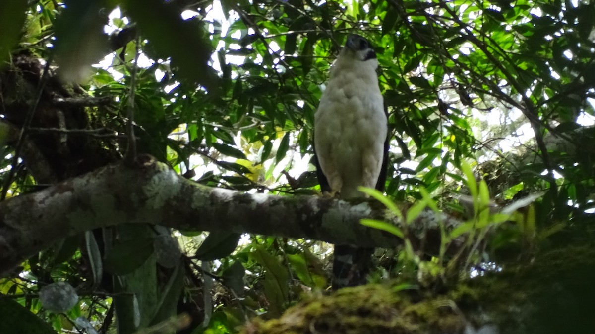 Collared Forest-Falcon - ML618861864