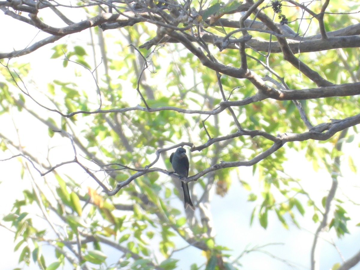 Ashy Drongo - phitchayapha sinthipho