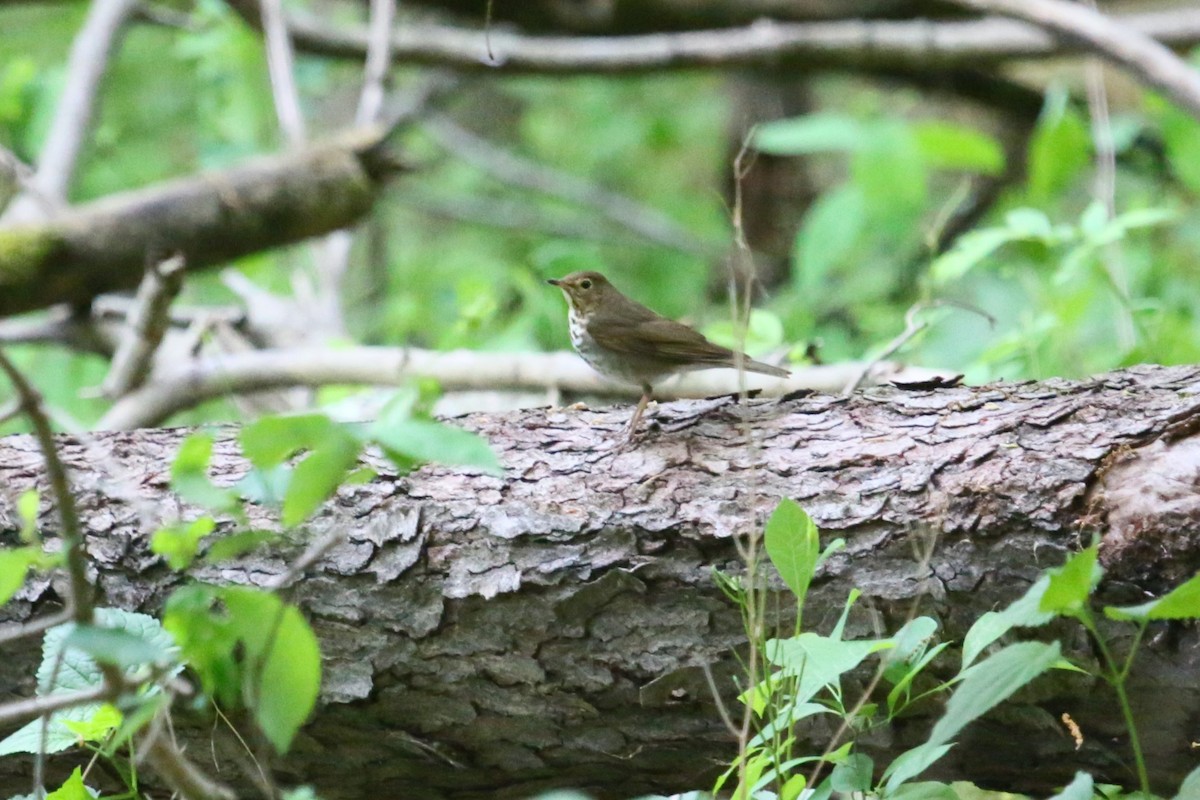 Swainson's Thrush - Byron Black